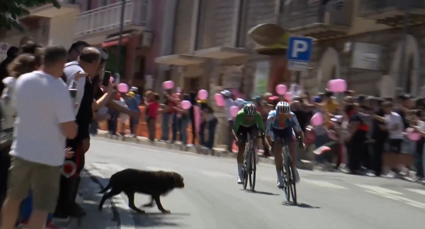 Un perro se cruza en mitad de la etapa del Giro de Italia