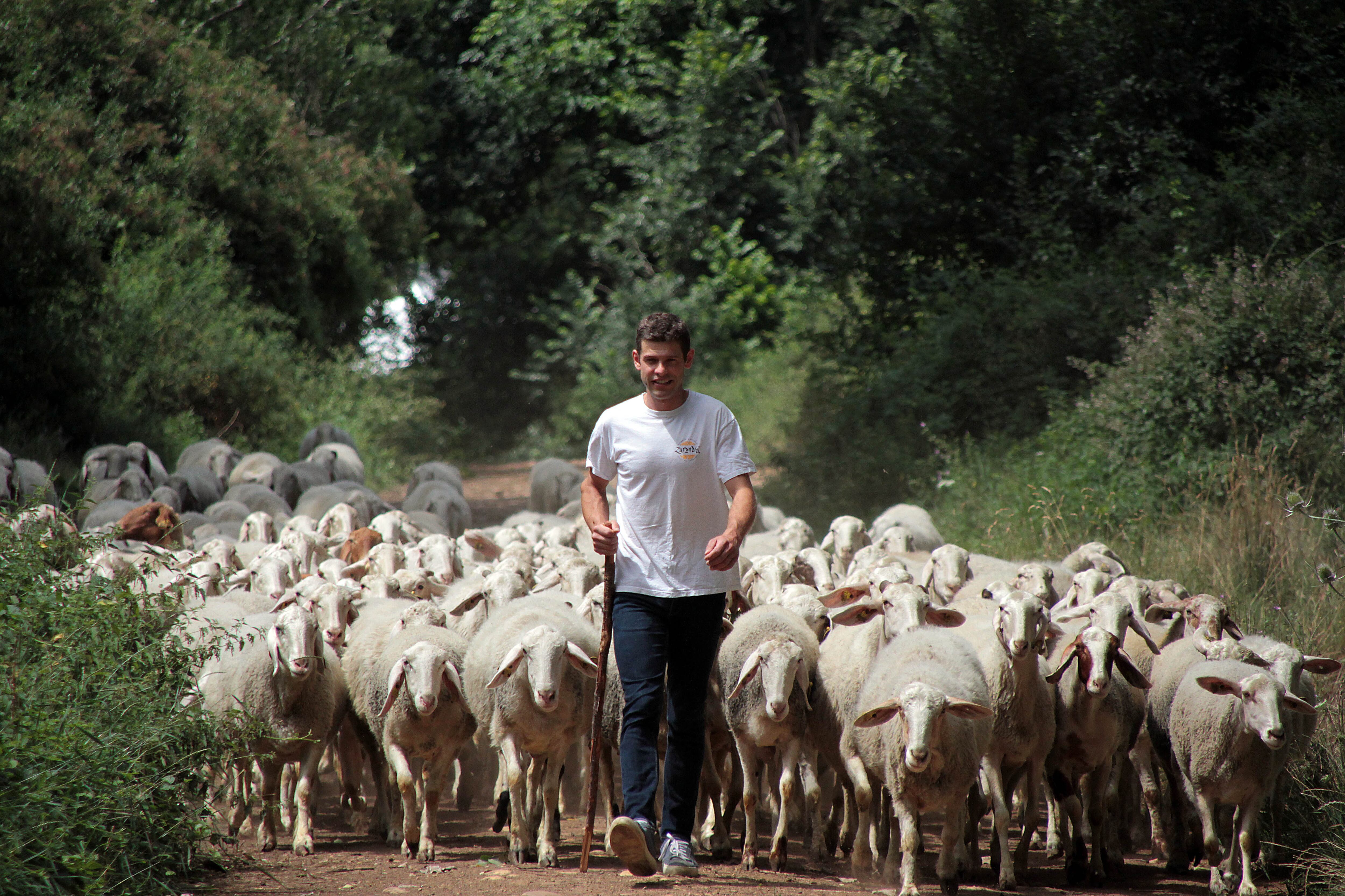 Un ganadero con su rebaño