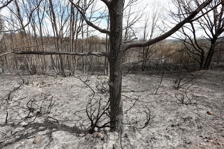 Zona afectada por el incendio forestal declarado en la tarde de ayer en el municipio de Santa Colomba del Curueño