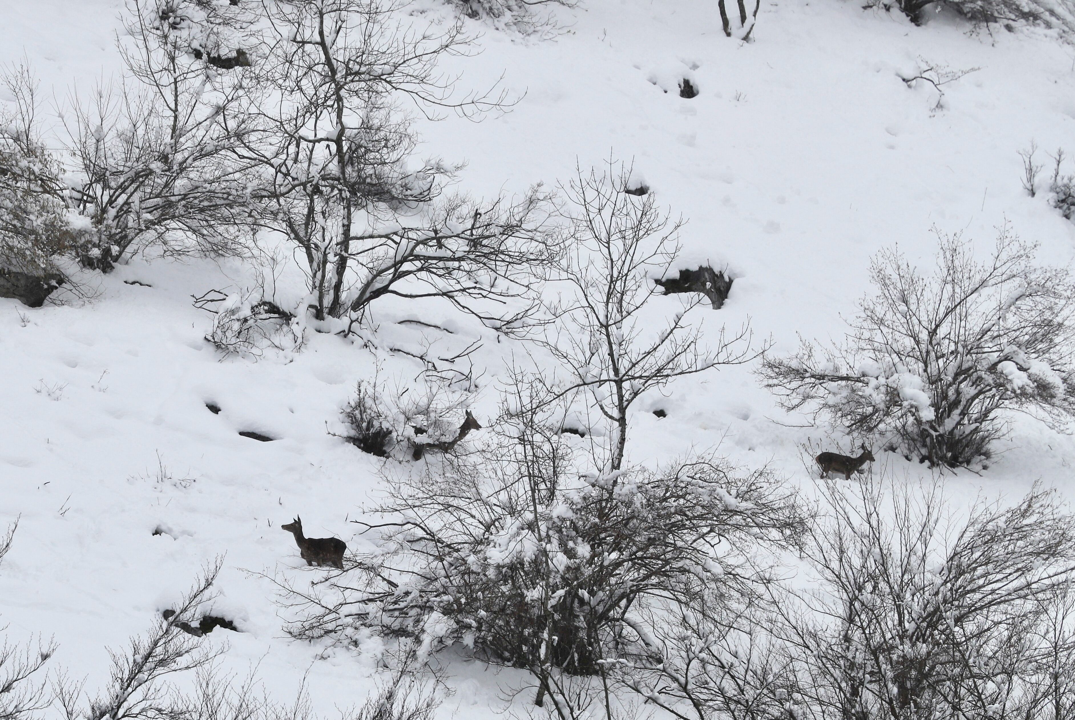 Varios ciervos en un prado nevado en Aller.