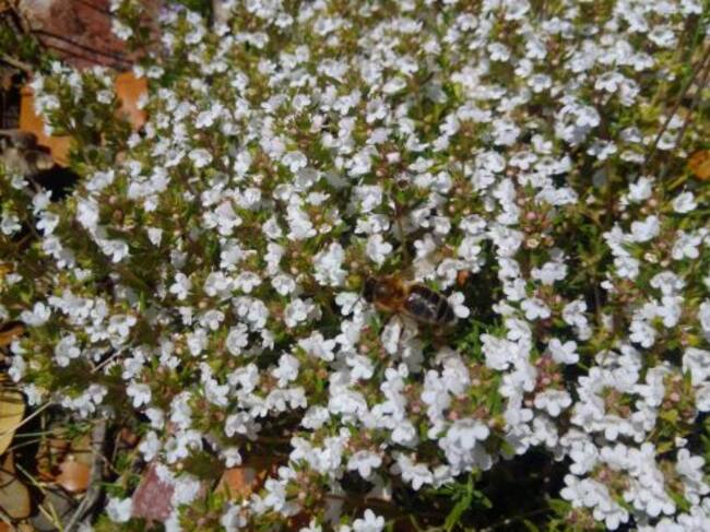 Naturaleza de Molina de Aragón (Guadalajara)