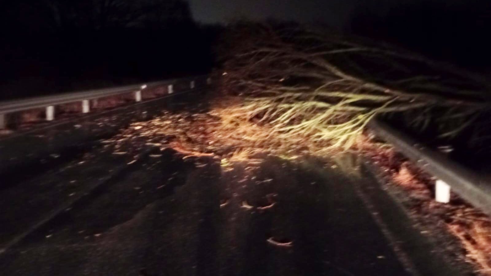 Carretera cortada por caída de un árbol
