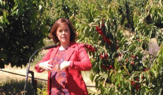 La candidata popular, durante su visita a campos de cerezas en Bolea (Huesca)