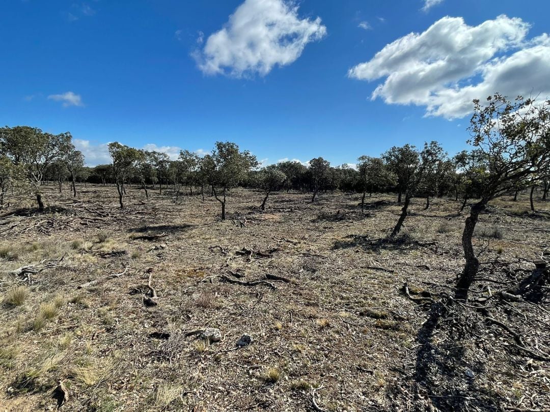 Aspecto del Monte el Viejo tras la tala