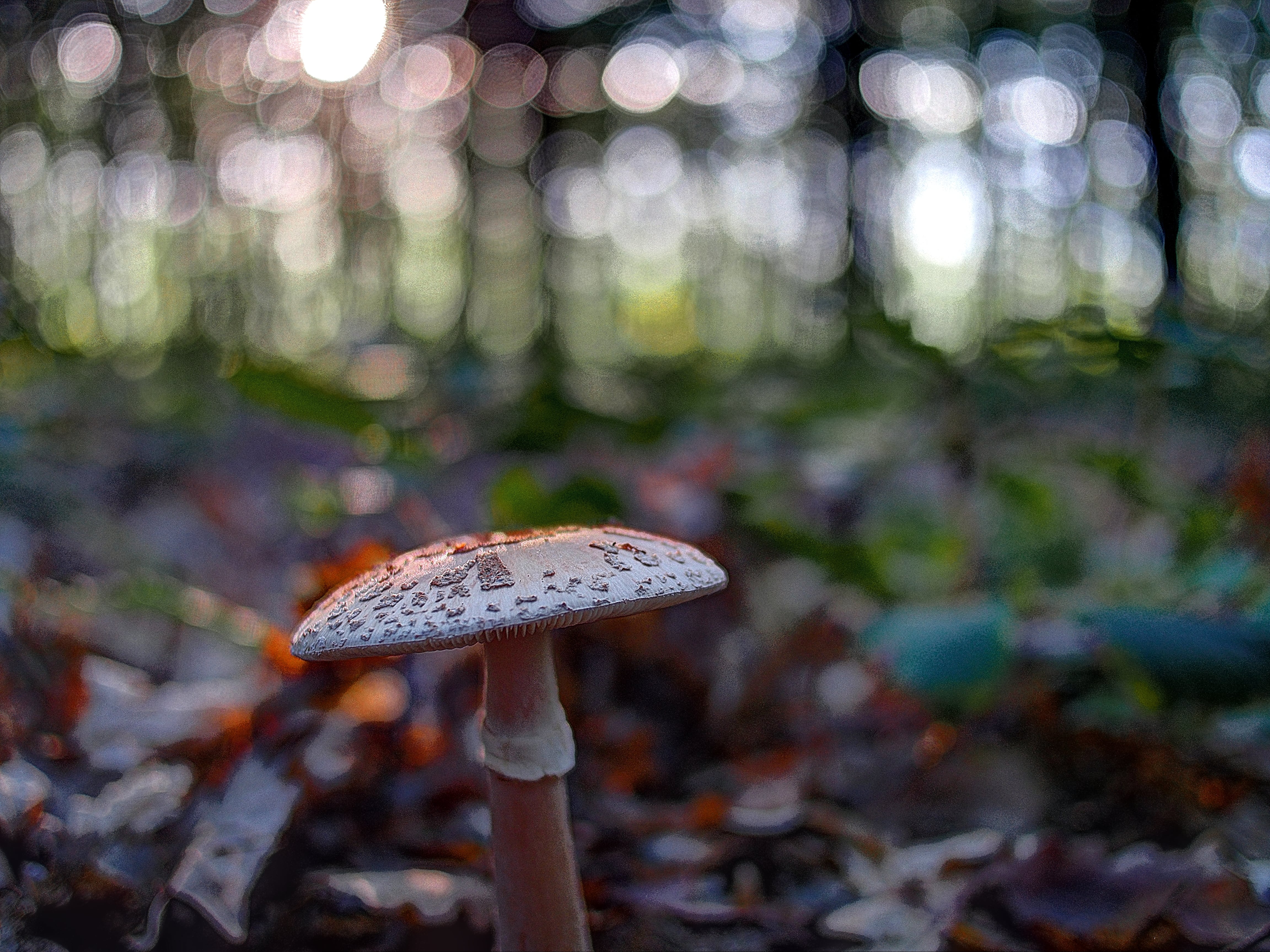 La Amanita rubescens destruye los glóbulos rojos si se consume en crudo.