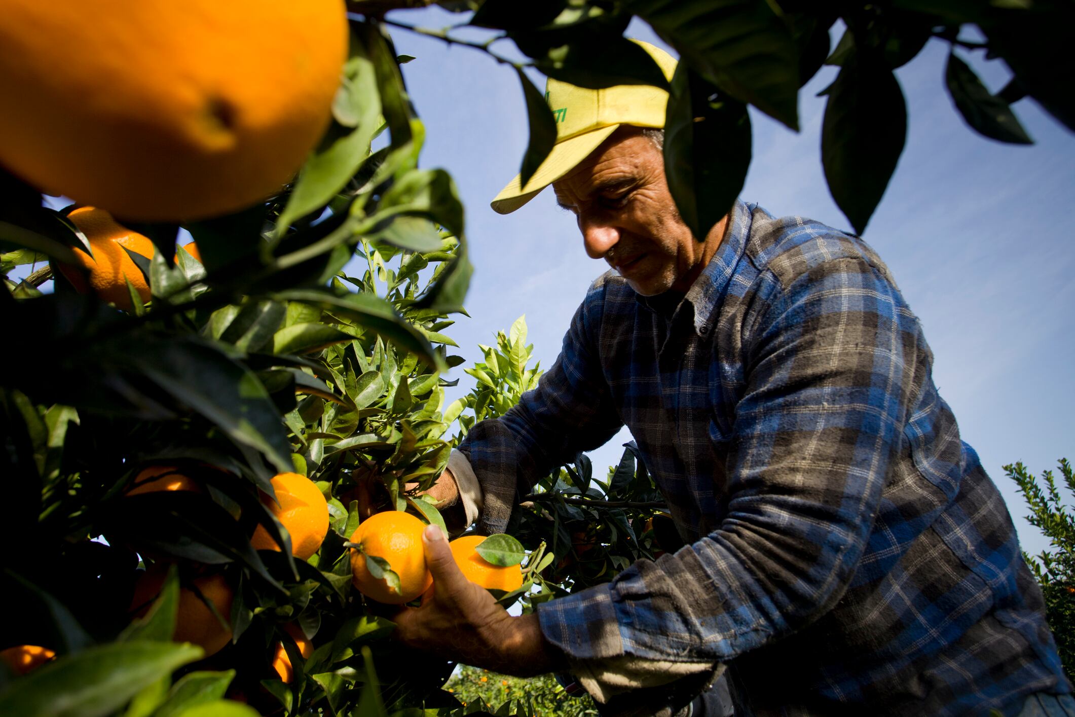 Cosecha de naranjas