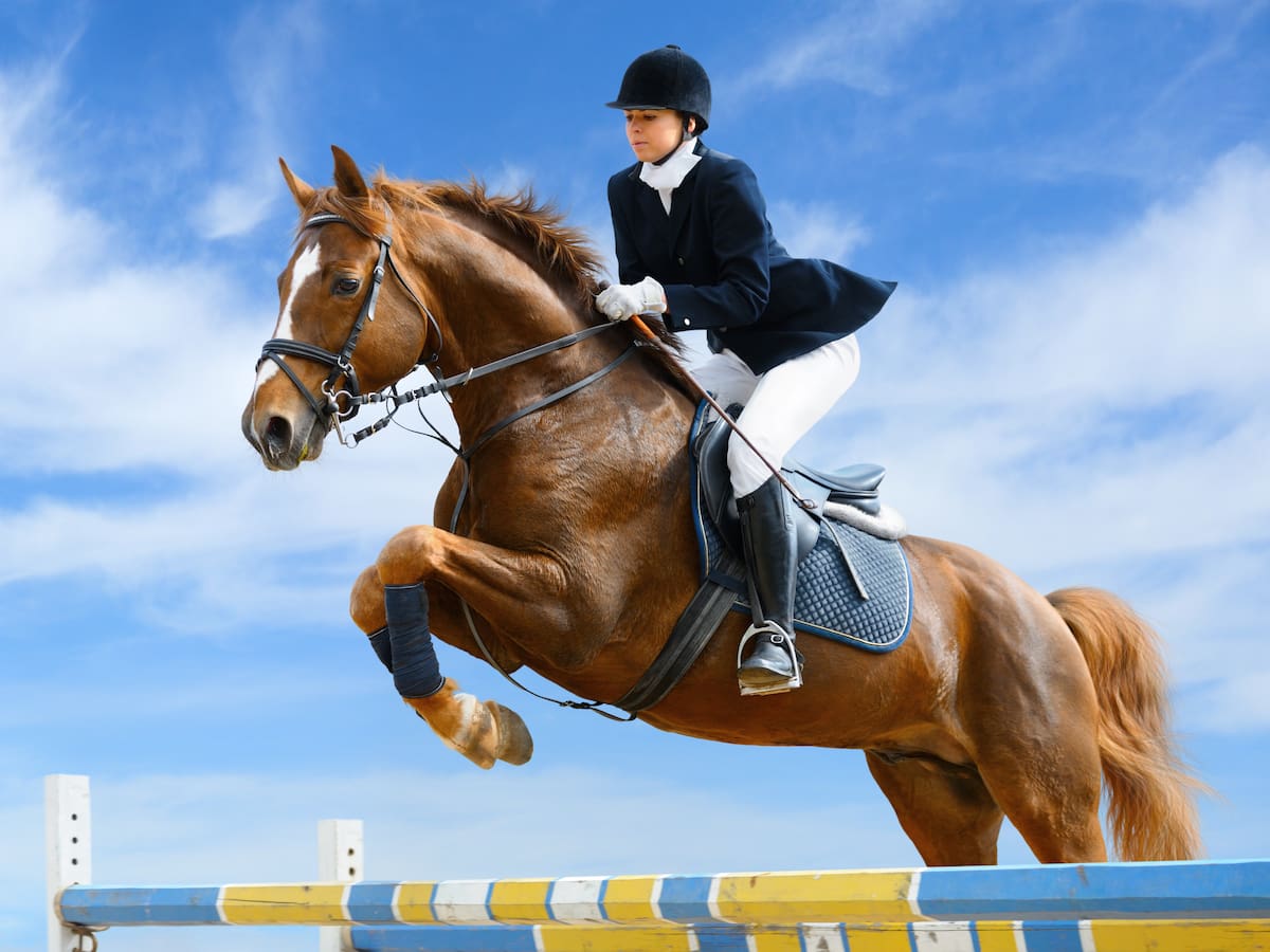 Nuevo intento del Ayuntamiento de Ávila de sacar adelante el Concurso Hípico