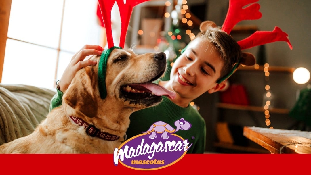 Madagascar Mascotas