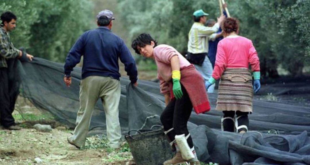 Mujeres temporeras durante la recogida de la aceituna