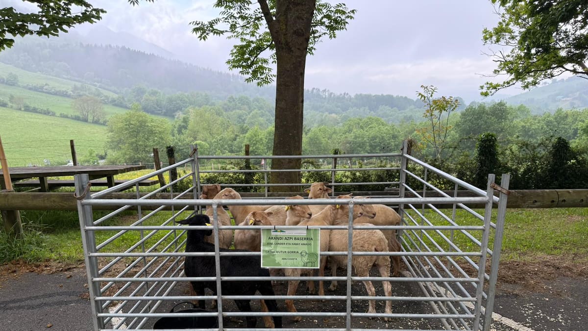 La apertura de los pastos de Aralar reivindica el papel de la ganadería extensiva frente a los incendios forestales