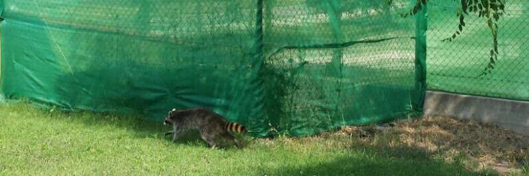 El mapache que ha elegido la piscina municipal de Mostesclaro, en la provincia de Toledo, como lugar de residencia 