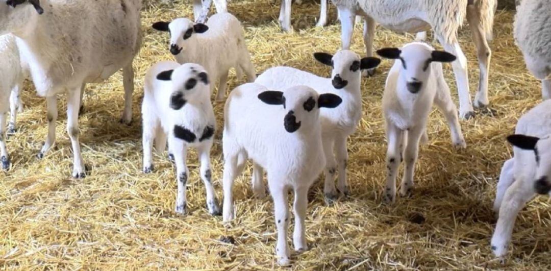 Investigan a tres distribuidores de Palencia por presunto fraude con lechazos