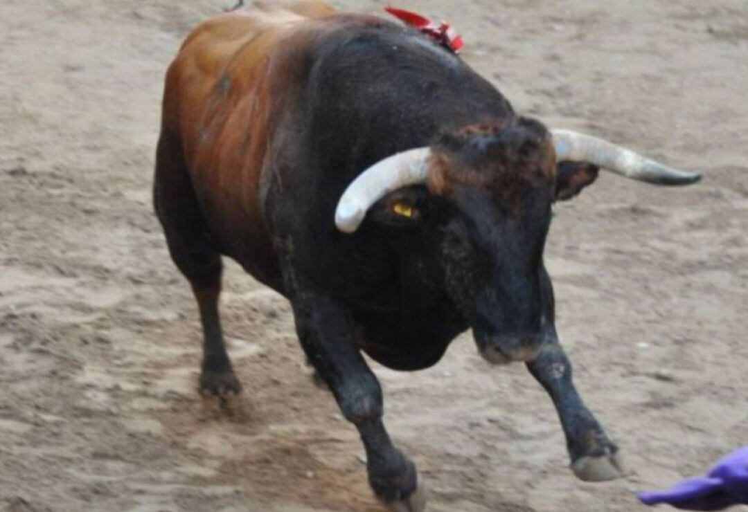 Malestar en el colectivo de Bous al Carrer por no contemplar cambios en los festejos taurinos