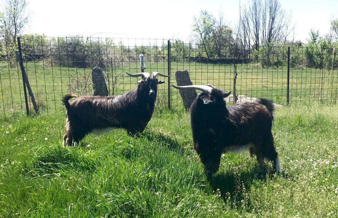 Cabras del rebaño municipal