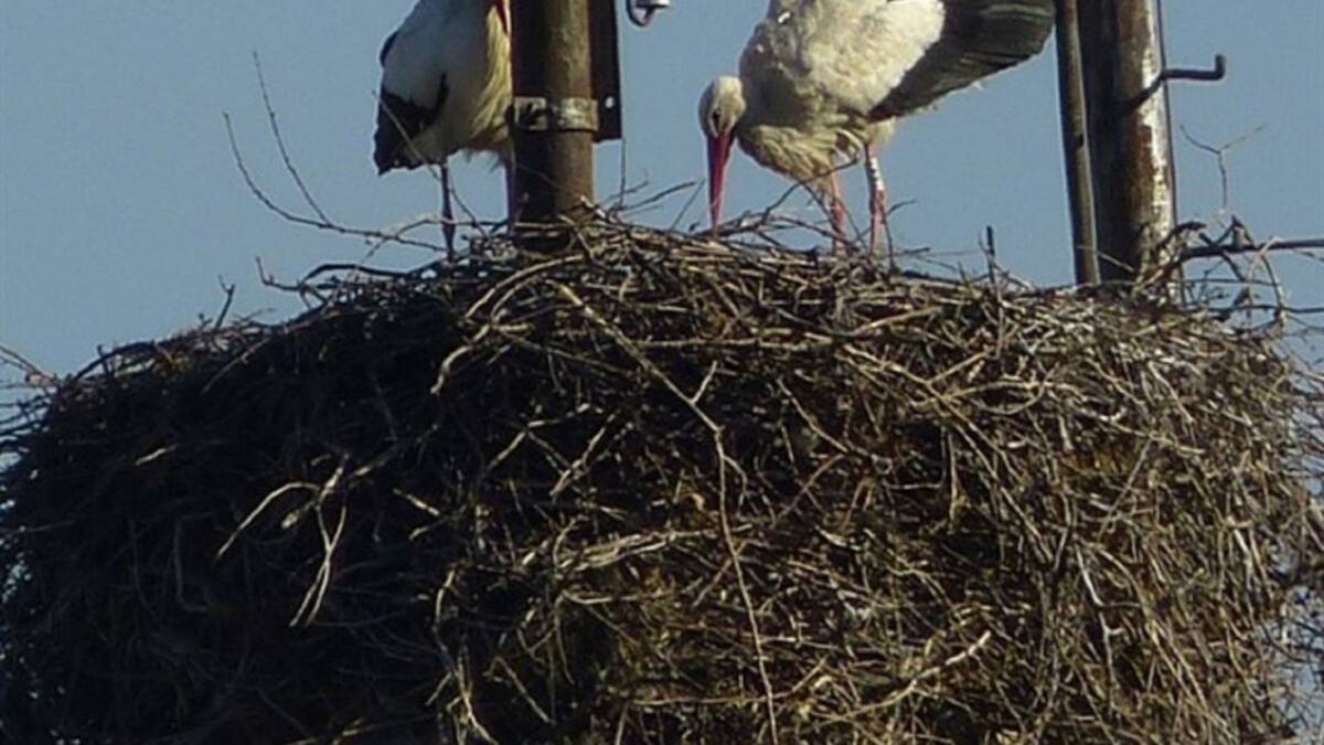 Agenda Infantil de El Balcón de Mateo (1/2/2019)