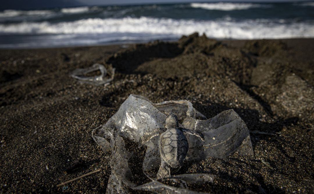 Una tortuga atrapada en un plástico en una playa.