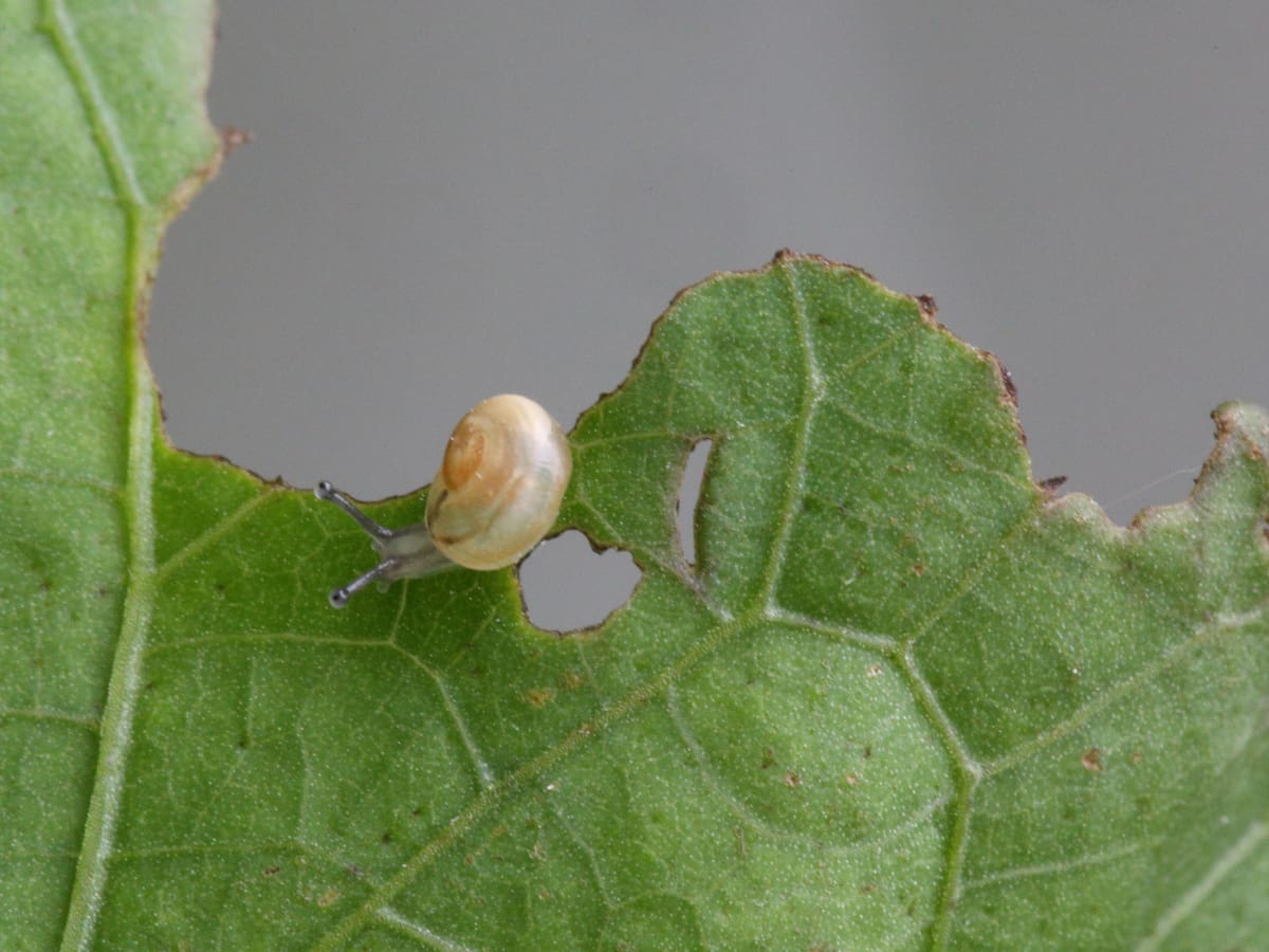 Vierte esto en un balde de plástico, colócalo en el jardín y atraparás a los intrusos más viscosos en una noche