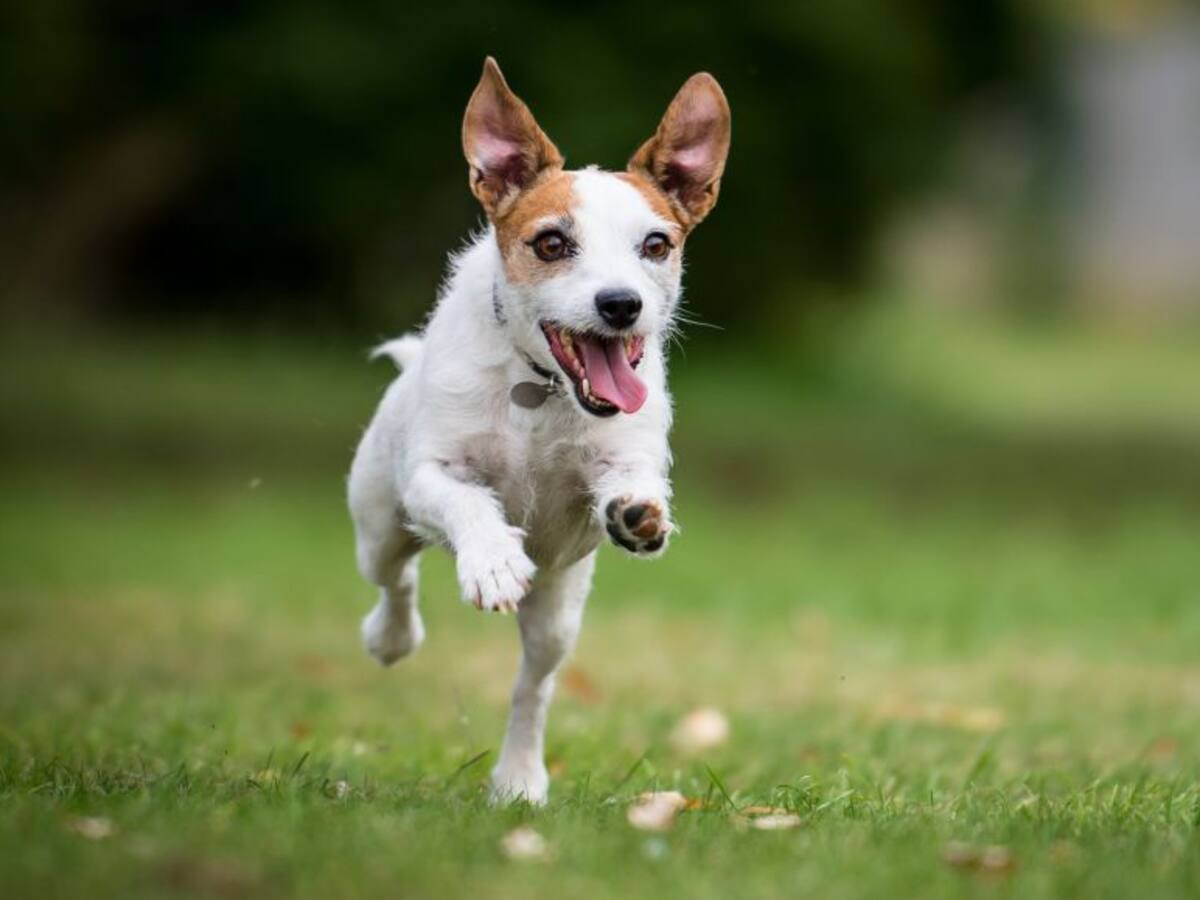 Desestiman la demanda de copropiedad sobre una mascota
