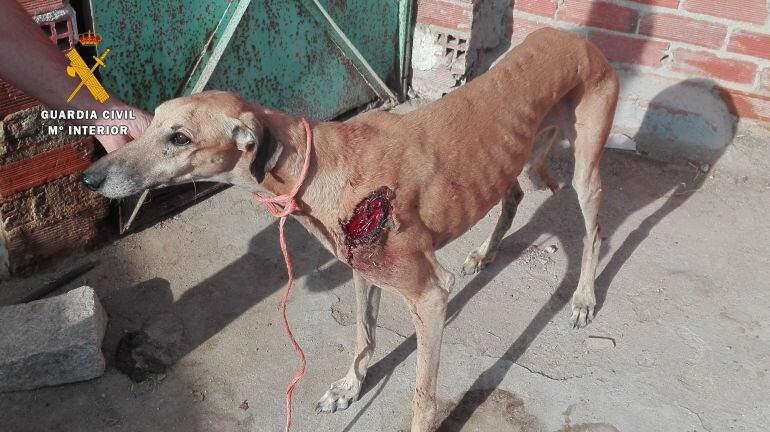 Uno de los galgos heridos.