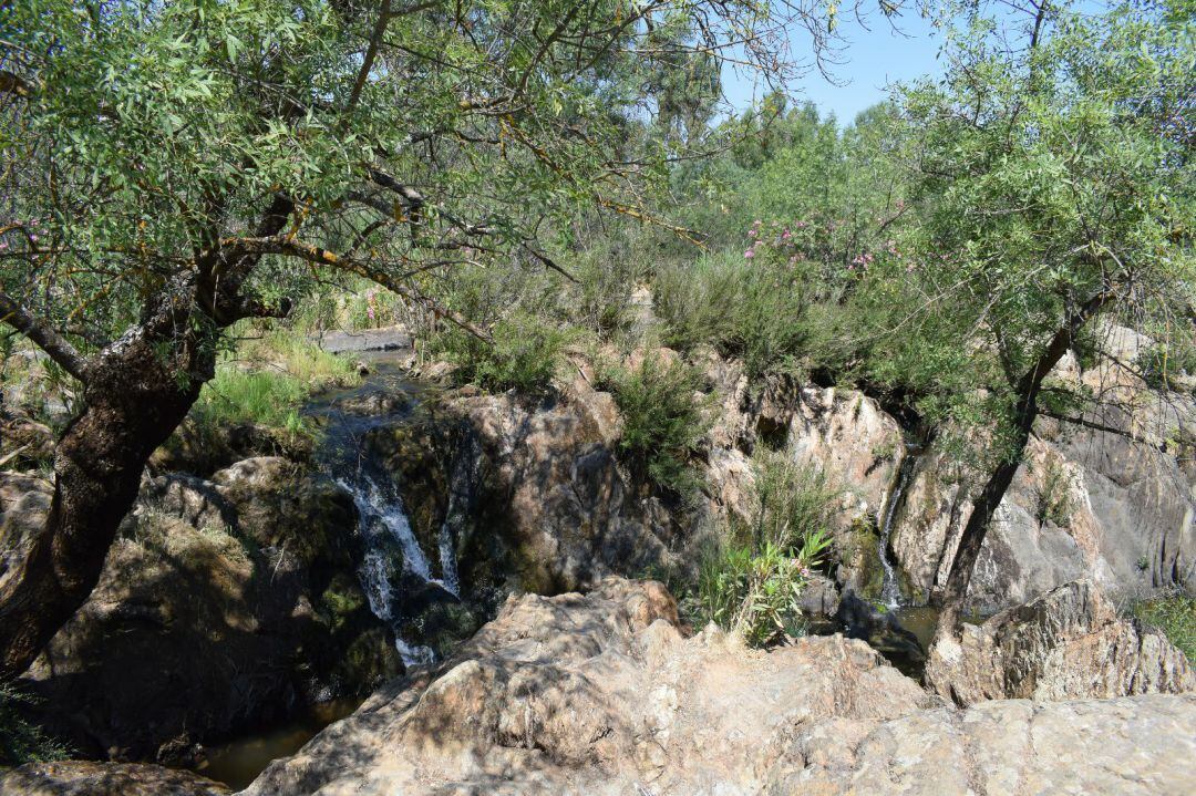 Dehesa y bosques extremeños alimento para las abejas