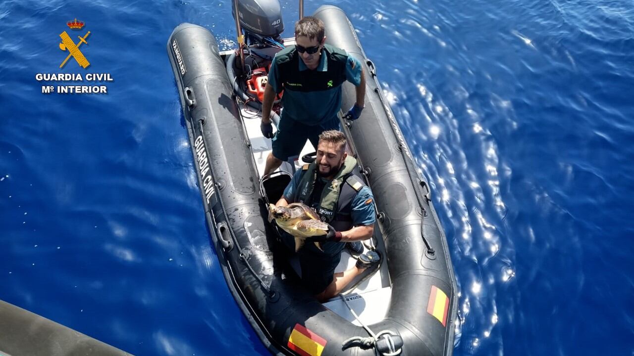 Ejemplar de tortuga boba rescatada por la Guardia Civil en aguas de la isla de Tabarca