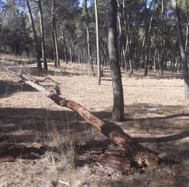 Árbol caído en la zona