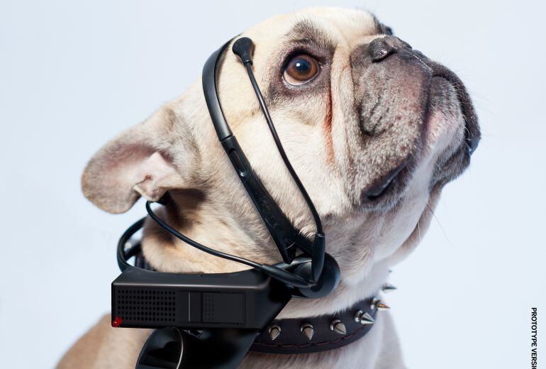 ¿Esos ojitos denotan tristeza, clemencia o cariño? El traductor nórdico intenta responder.