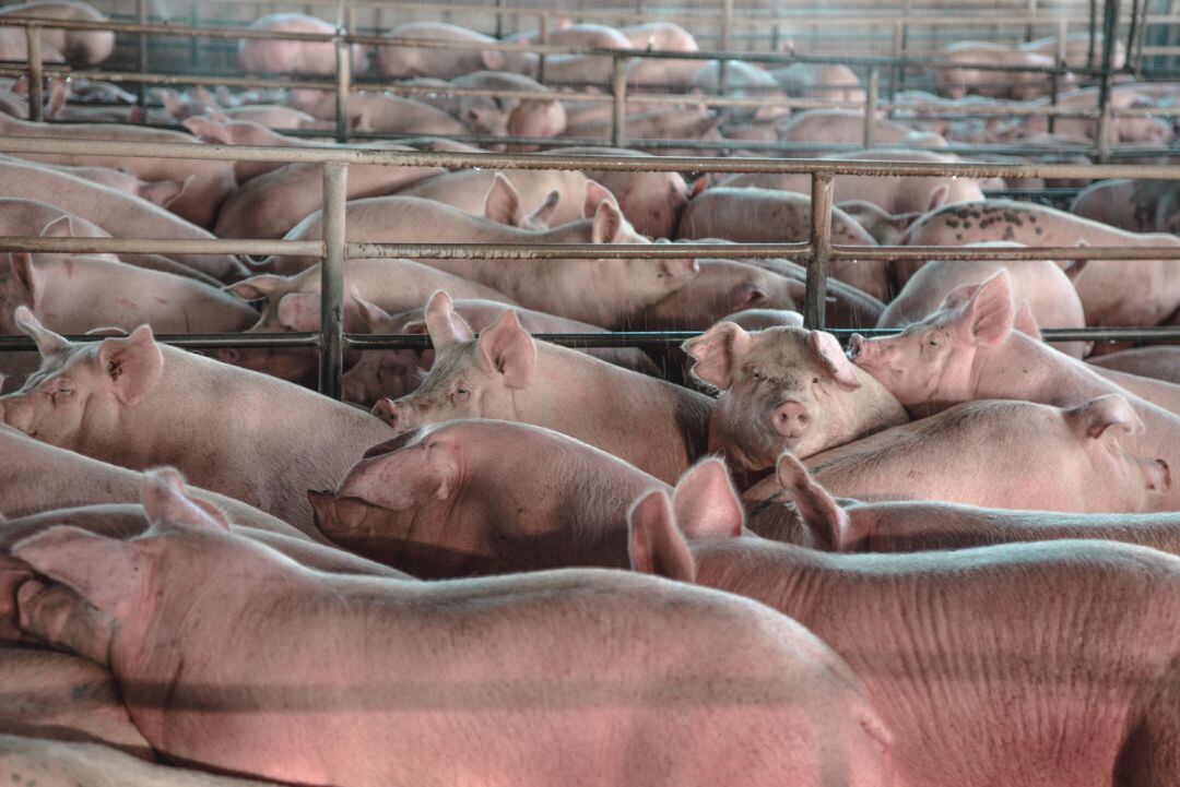 Avanzan los trámites para la instalación de varias macrogranjas porcinas en Palencia