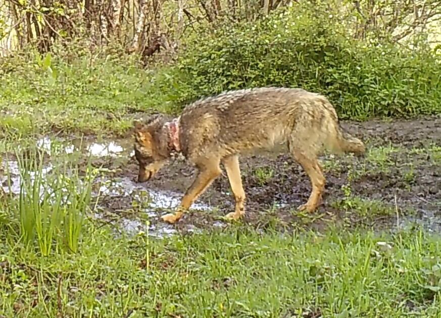 Lobo herido en el cuello por una trampa para uso científico (FAPAS)