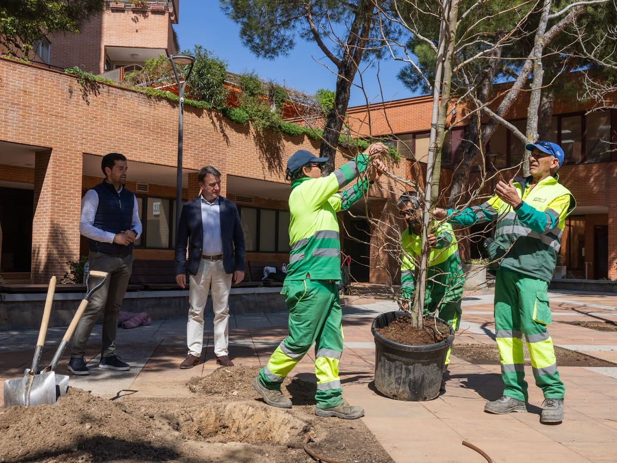 A punto de finalizar la plantación de 3.000 árboles en Tres Cantos