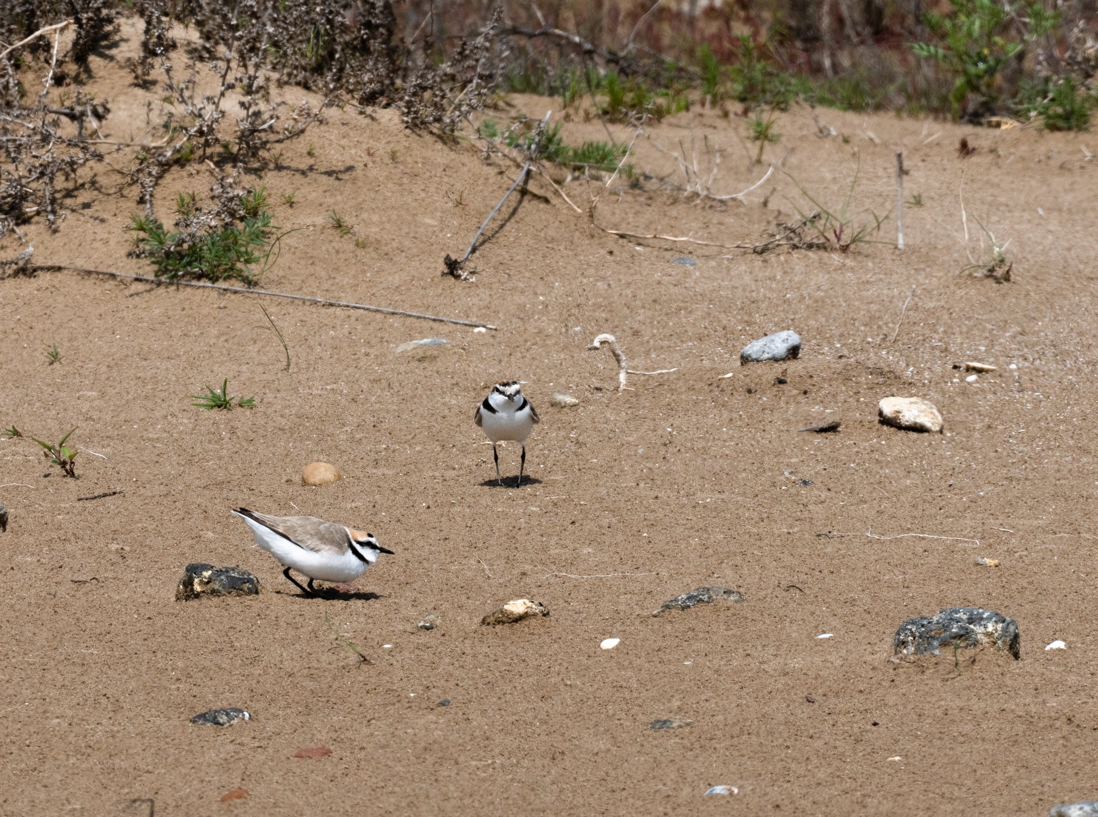 Ejemplares de chorlitejo patinegro en las playas de la Albufera de València.