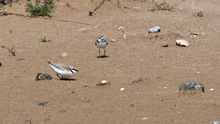 Lurdes Ribera (AE Agró): "El voluntariat estava funcionant molt bé però no s'ha renovat el conveni"