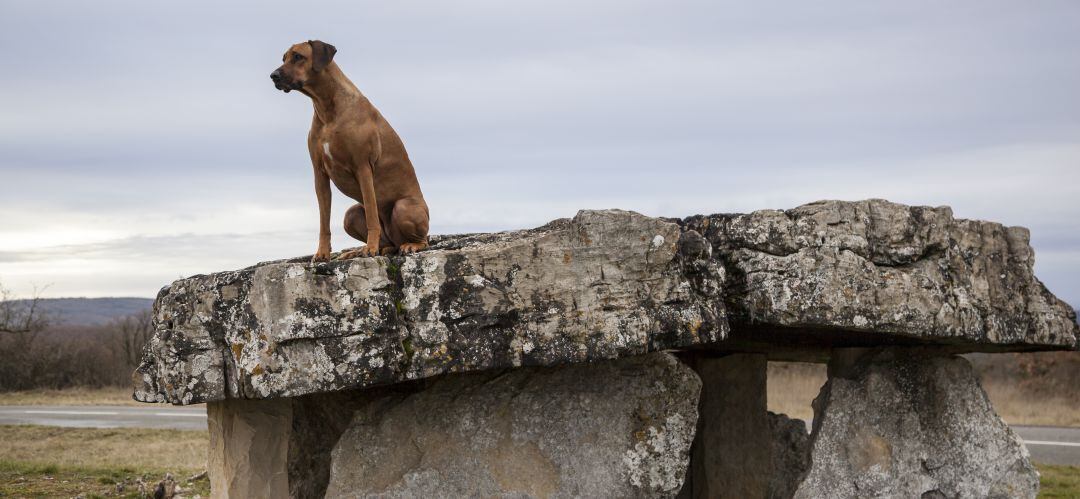 El perro está muy alejado del humano en la línea evolutiva. De hecho procede directamente del oso