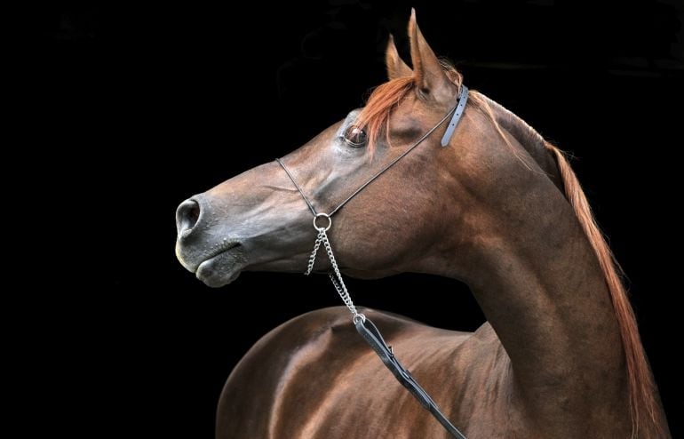 I Concurso Morfológico del caballo de pura raza española