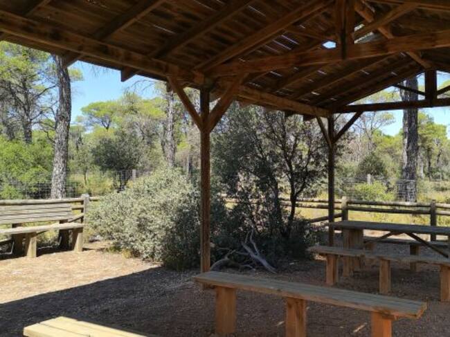 Merenderos en el Pinar Nuevo de San Clemente.