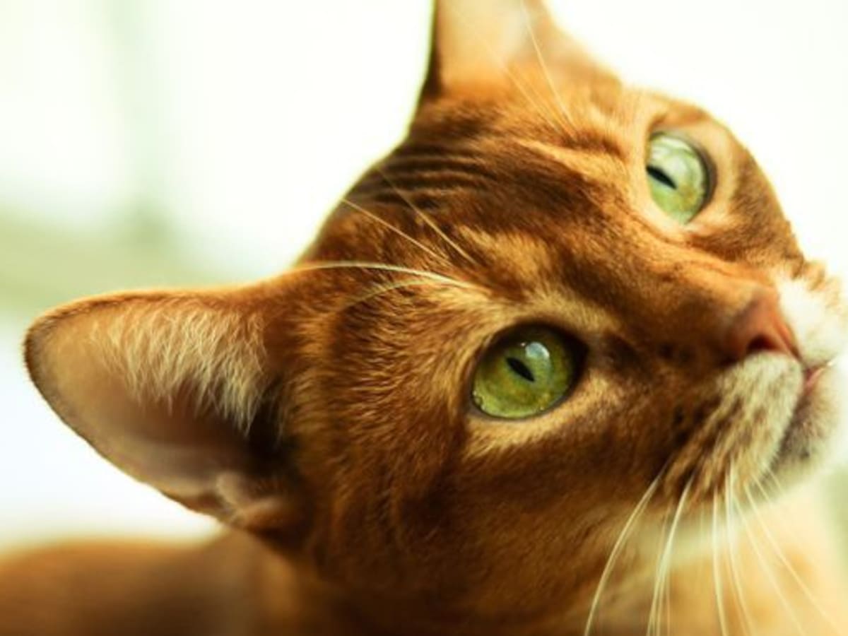 ¿Por qué me muerde mi gato?