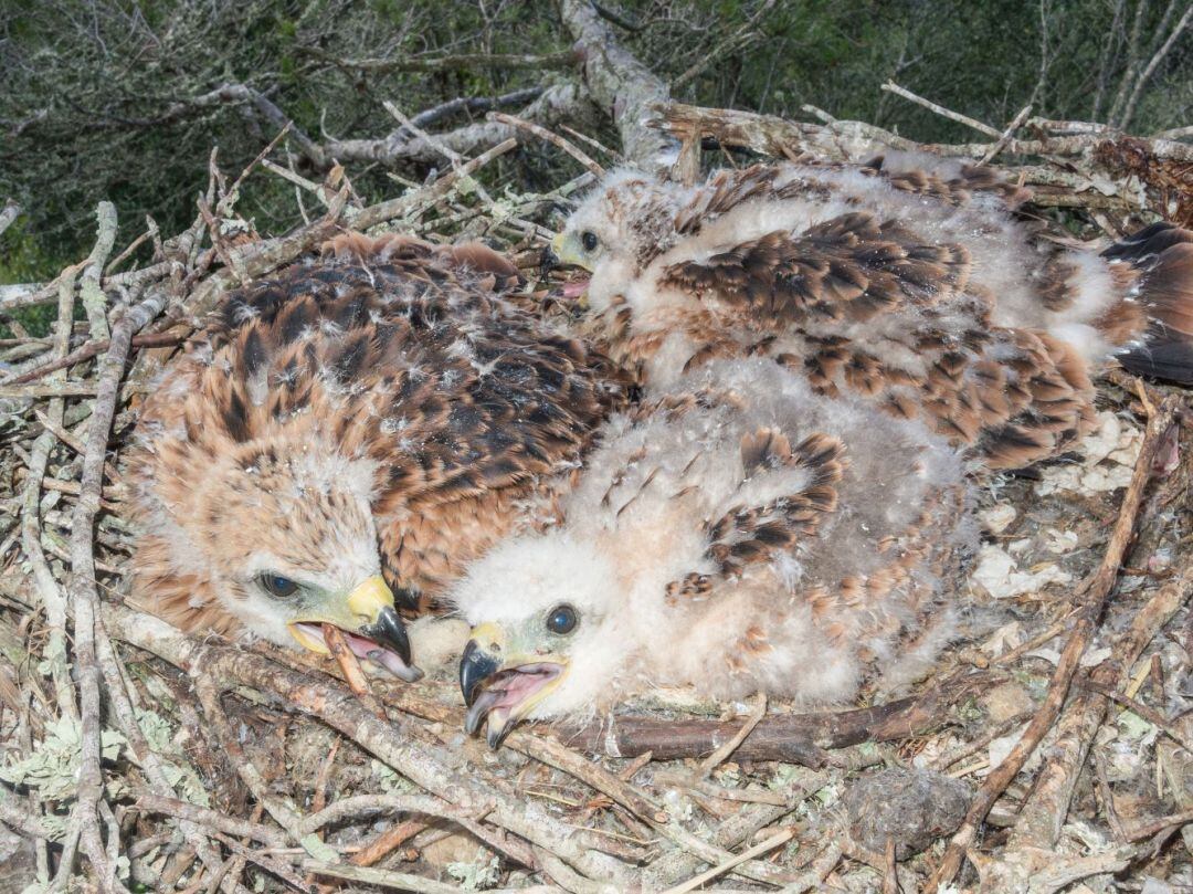 Cada cop hi ha més cries de milans reials a Menorca.