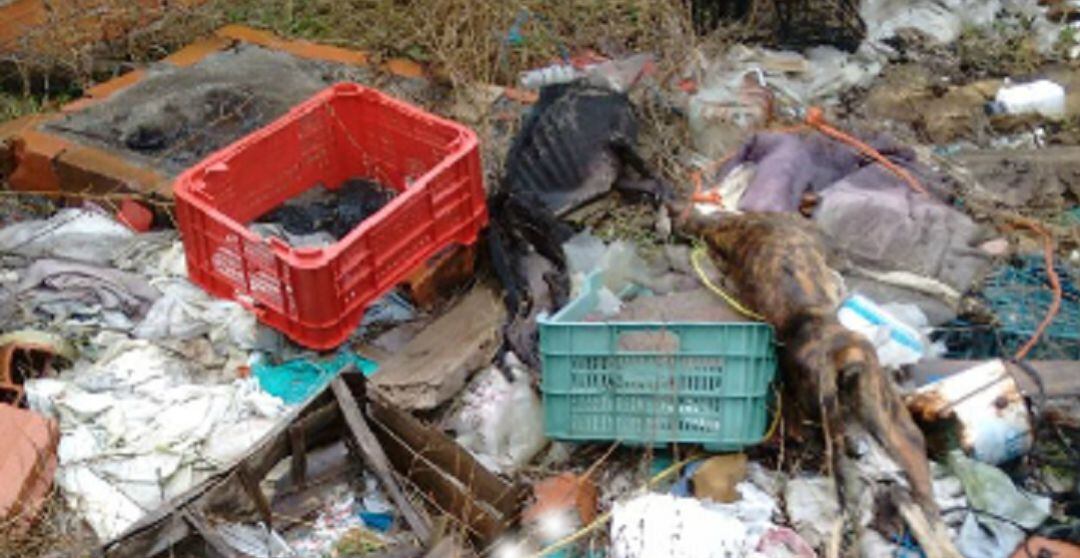 Estado en el que fueron encontrados los animales