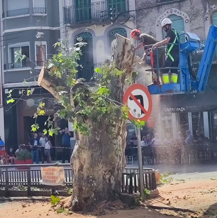 Moment de la tala de les branques, aques matí