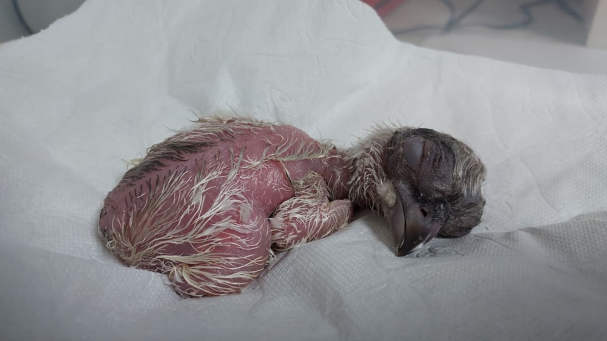 Jaén, de nuevo a la cabeza de la cría del quebrantahuesos en toda Europa