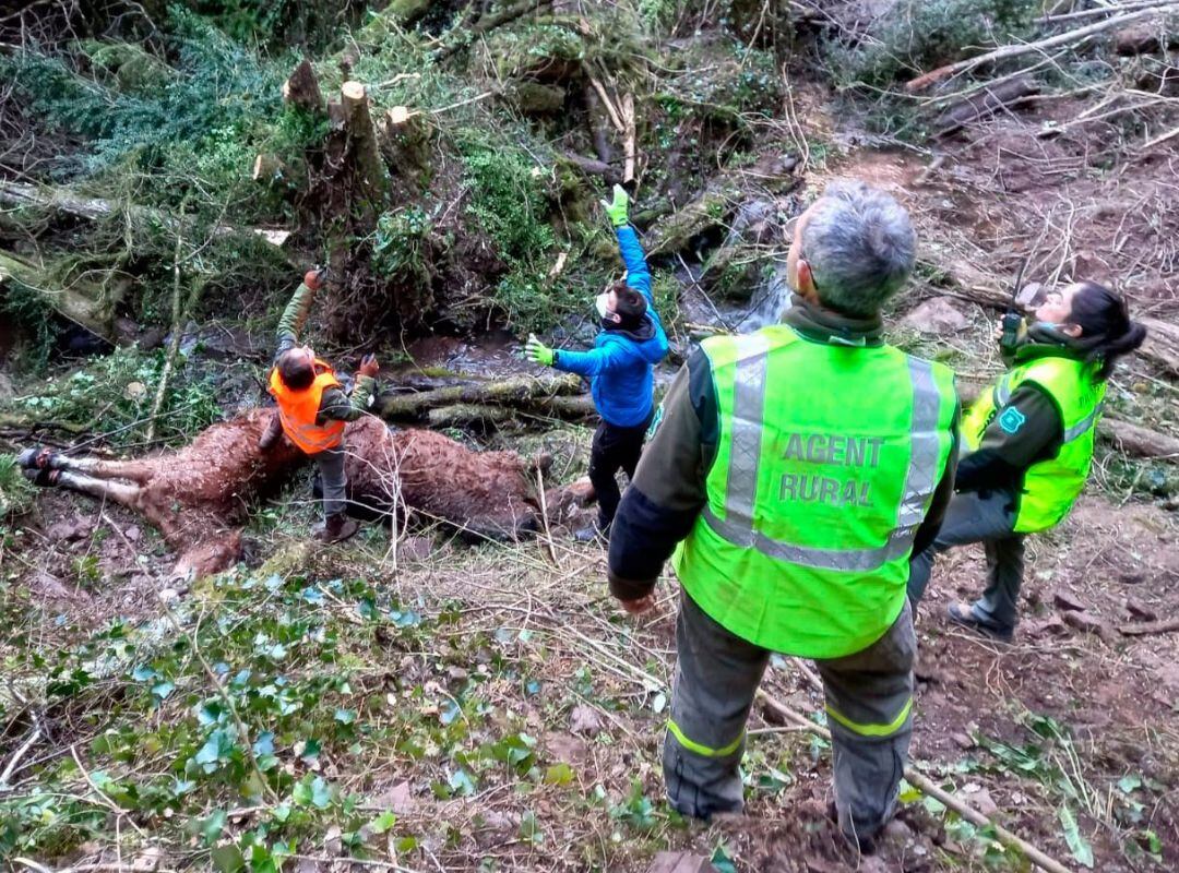 Los Agentes Rurales en el proceso de rescate de los cadáveres de los caballos fallecidos tras caerse por un barranco.