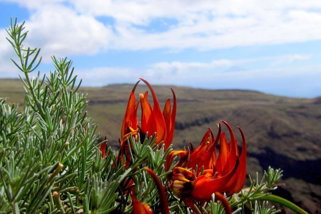 Pico de Paloma de La Gomera