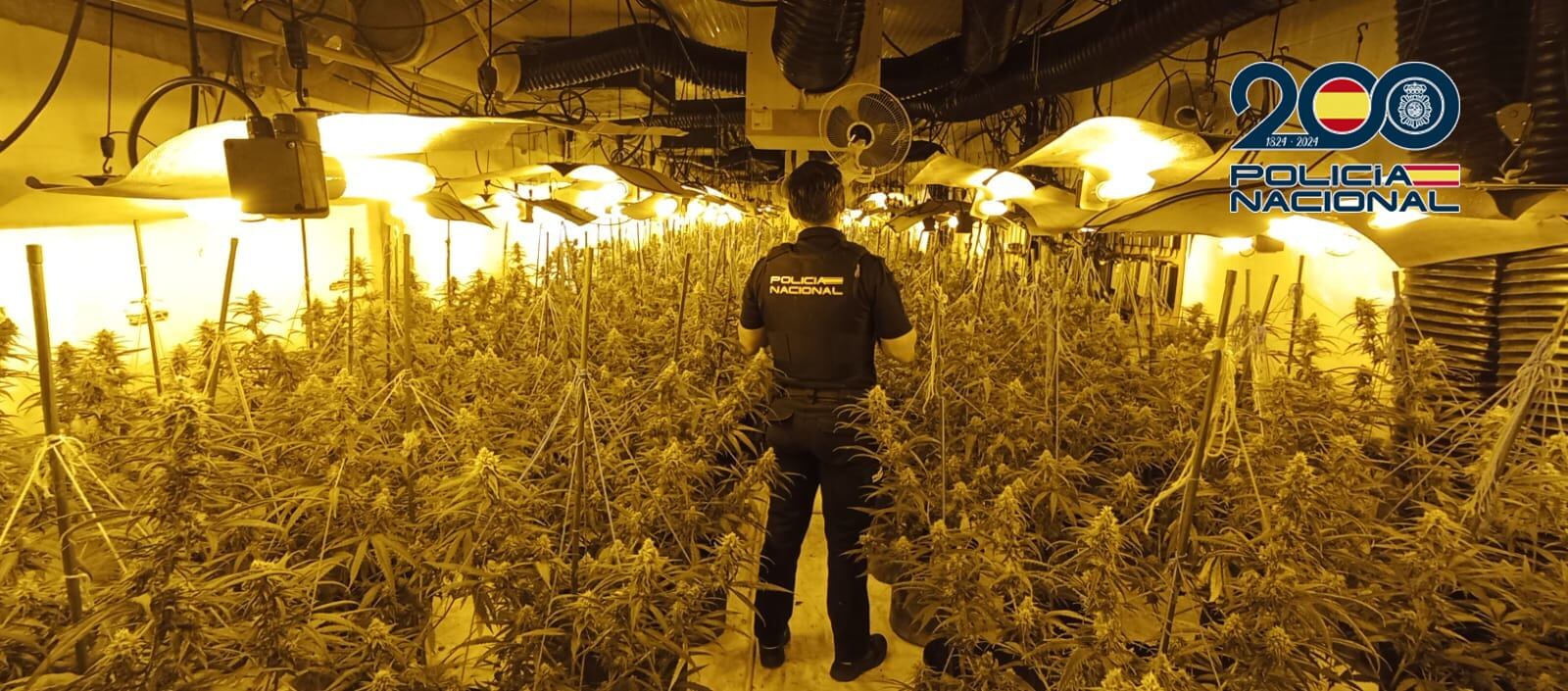 La Policía Nacional desmantela una plantación “indoor” de marihuana y detiene a
 un varón