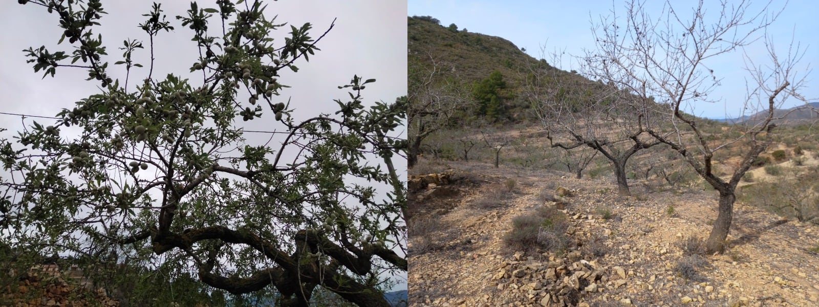 Comparación entre un almendro desarrollado y uno afectado por la sequía en la misma época del año.