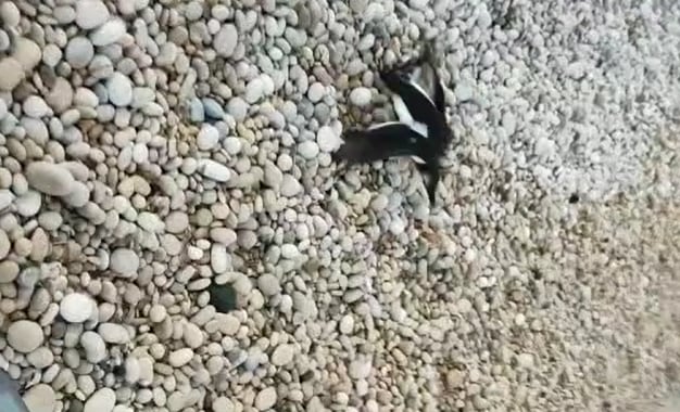 Un pingüino vuelve al mar después de ser encontrado por un pescador en la playa del Albir, en l&#039;Alfàs del Pi