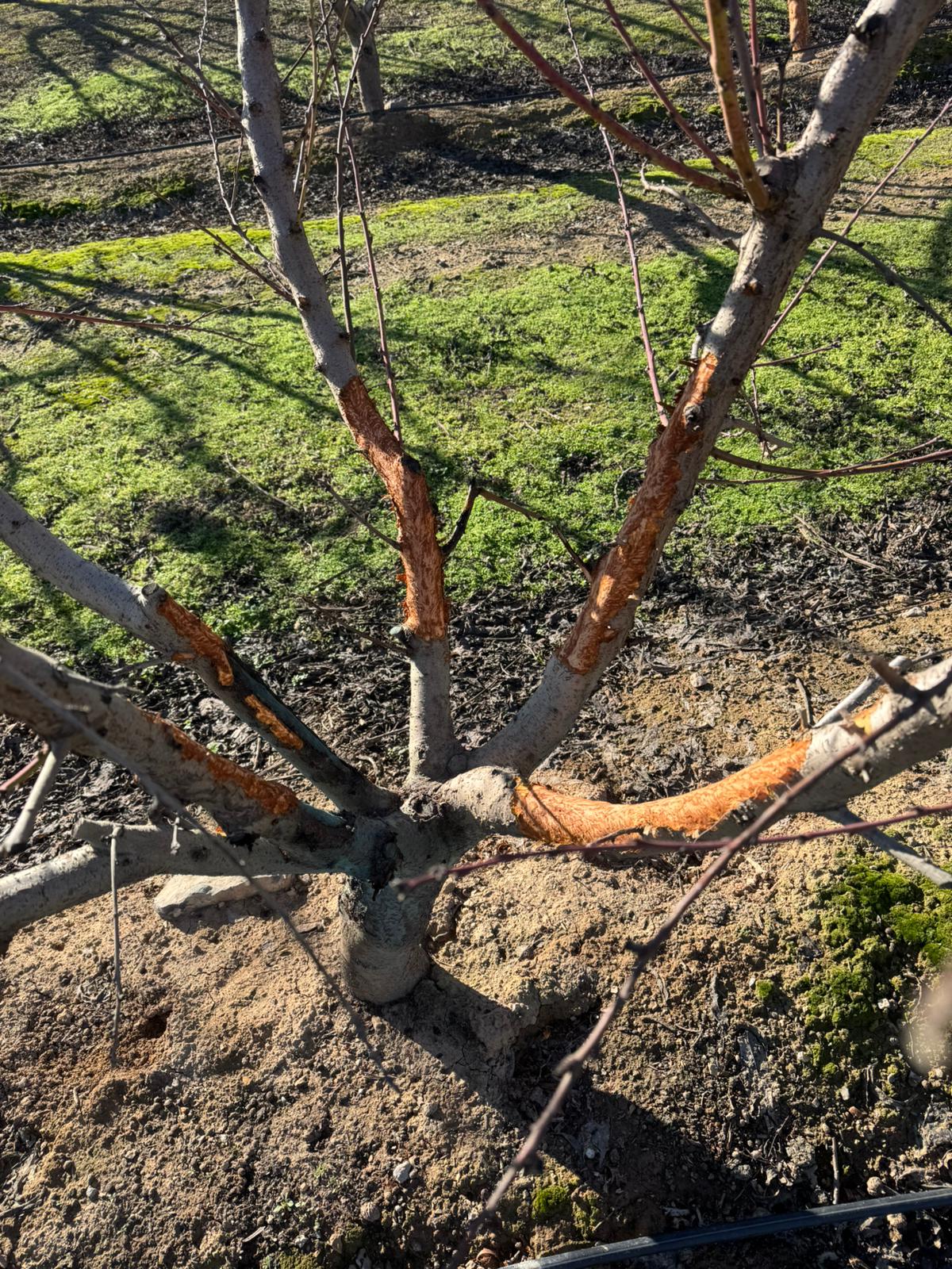 Un arbre afectat per l'efecte dels conills. Foto: Asaja.