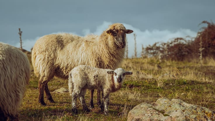 Fran García, nos habla de la jornada de pastoreo de Colmenar Viejo