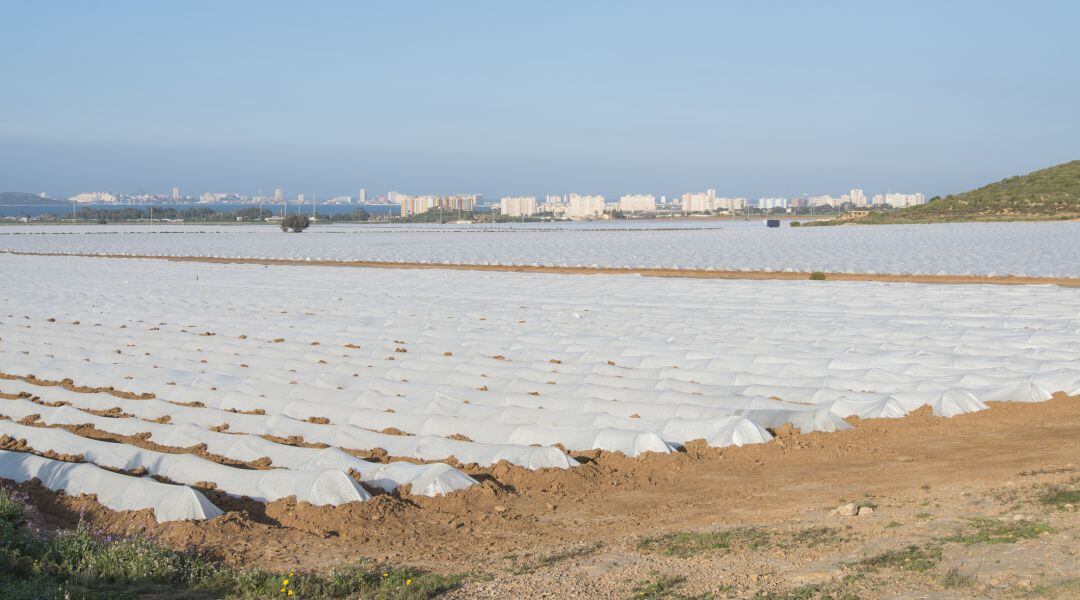 Un campo de cultivo junto al Mar Menor