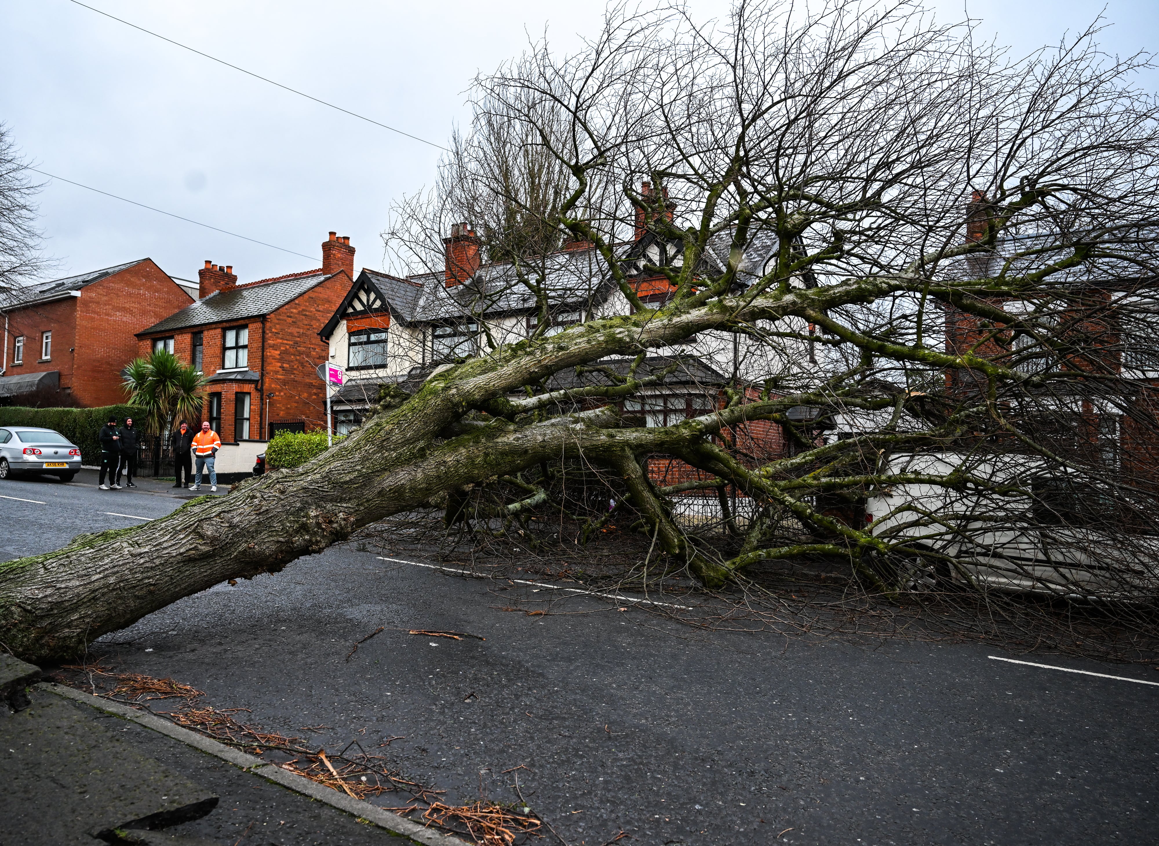 Un árbol caído sobre una carretera en Belfast tras el paso de la borrasca Éowyn. EFE/EPA/MARIE THERESE HURSON