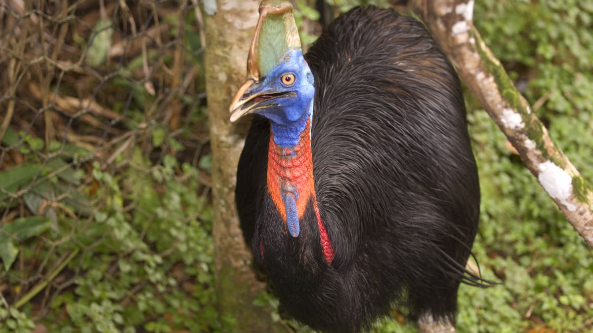 El mensaje del inframundo del casuario, el pajarraco que te mete el miedo en el cuerpo con su estruendo